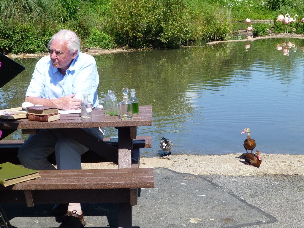 Not everyone was star-struck however. These two whistling ducks waddled up alongside their celebrity visitor and promptly went to sleep! Still, it shows how happy and relaxed the Slimbridge birds are.