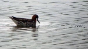 RNPhalarope, MJM