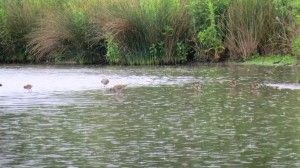 Redshank chicks (x4) with parents Wader Lake June 2014