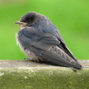 Swallow fledgling