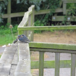 Swallow fledglings huddled together