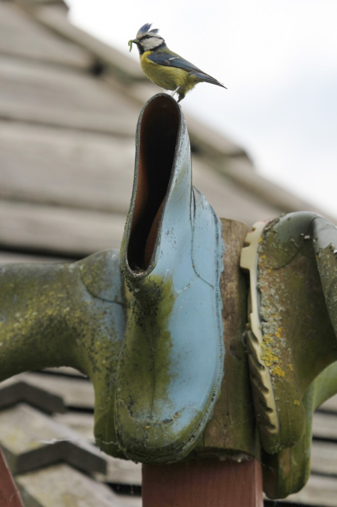 Top Welly Blue Tit taken by Nathan Dixon