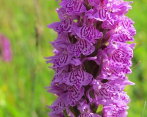 Common spotted orchid on Top Meadow