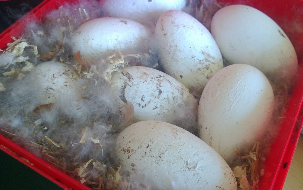 A box of new birds? Caribbean flamingo eggs collected from the exhibit and carefully transported in snuggly, warm eider down to the Duckery for incubation. They will return just before hatching to the expectant parent flamingos.