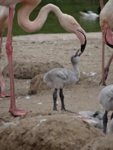 flamingo-news-3