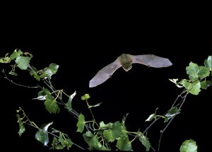 Pipistrelle in Flight.  Credit Hugh Clark / Bat Conservation Trust