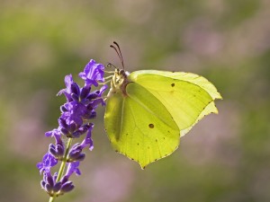 Brimstone, Matt Berry, Butterfly Conservation