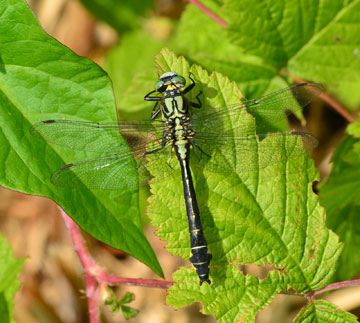 Green-eyed, mature, male gomphus seeks a mate. 