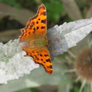 Comma butterfly