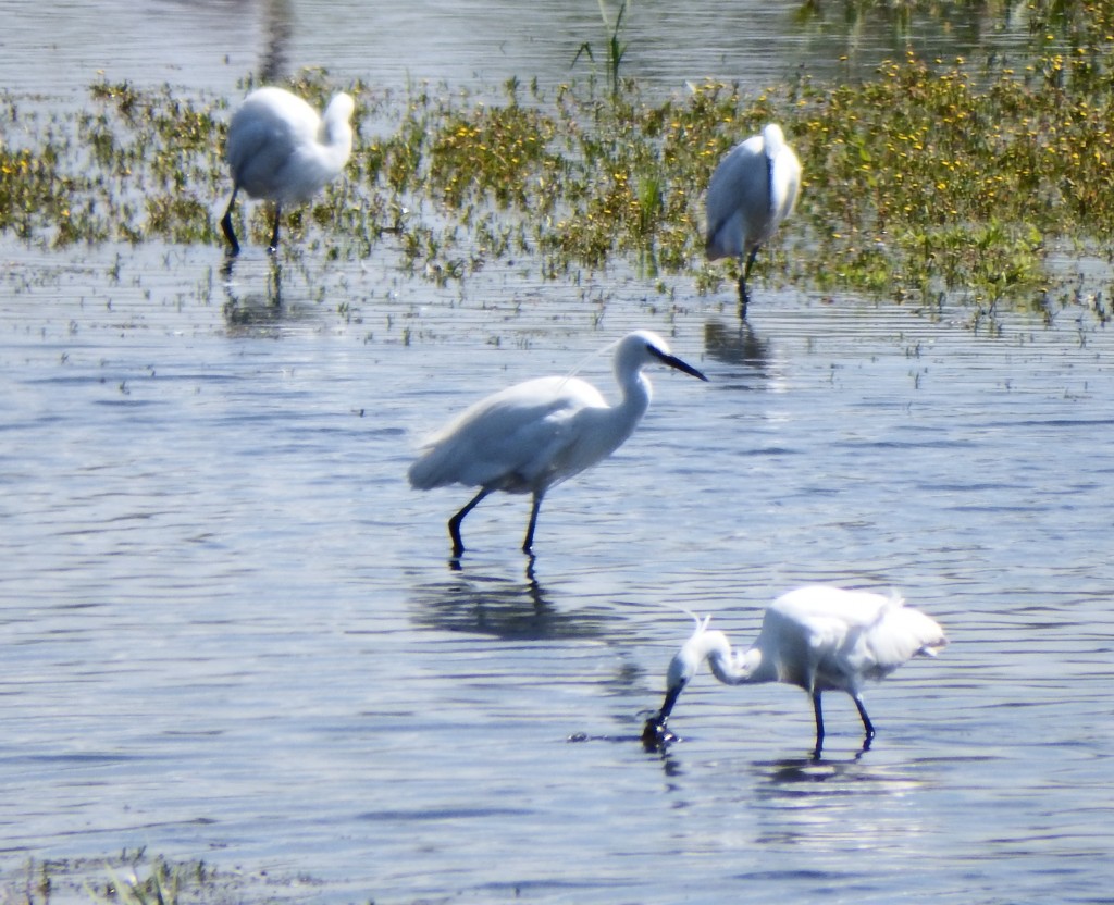 Four of the eight Little Egrets from Harrier Hide 5th July 2014