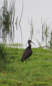 Glossy ibis