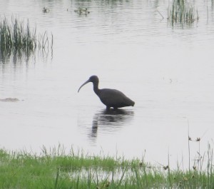 Glossy ibis