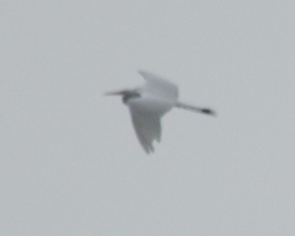 One of the two Great White Egrets showing difference in damage to flight feathers on left wing M.Mere 18 July 2014 (T.Disley)
