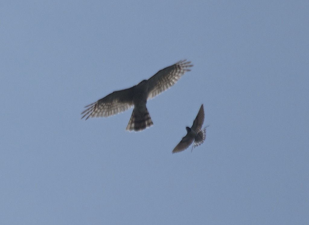 Swallow mobbing Sparrowhawk over the Mere July 2014 (T. Disley)