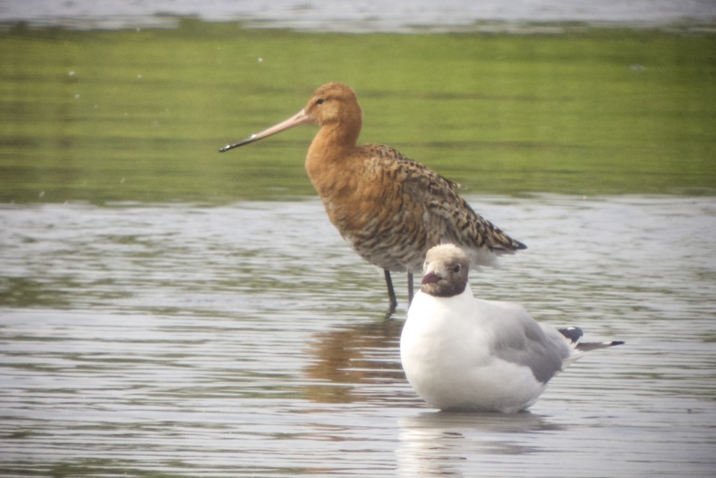 One of the stunning breeding plumage Icelandica Black tailed Godwits with a Black headed Gull (T.Disley)