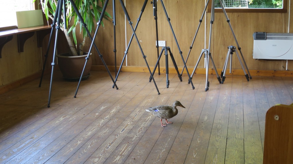 Mallard checking out the Tripods in the In Focus shop this morning ;)