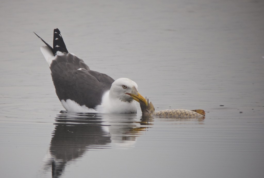 Lesser Black Backed Gull with probable Carp on the Mere 19 July (T. Disley)
