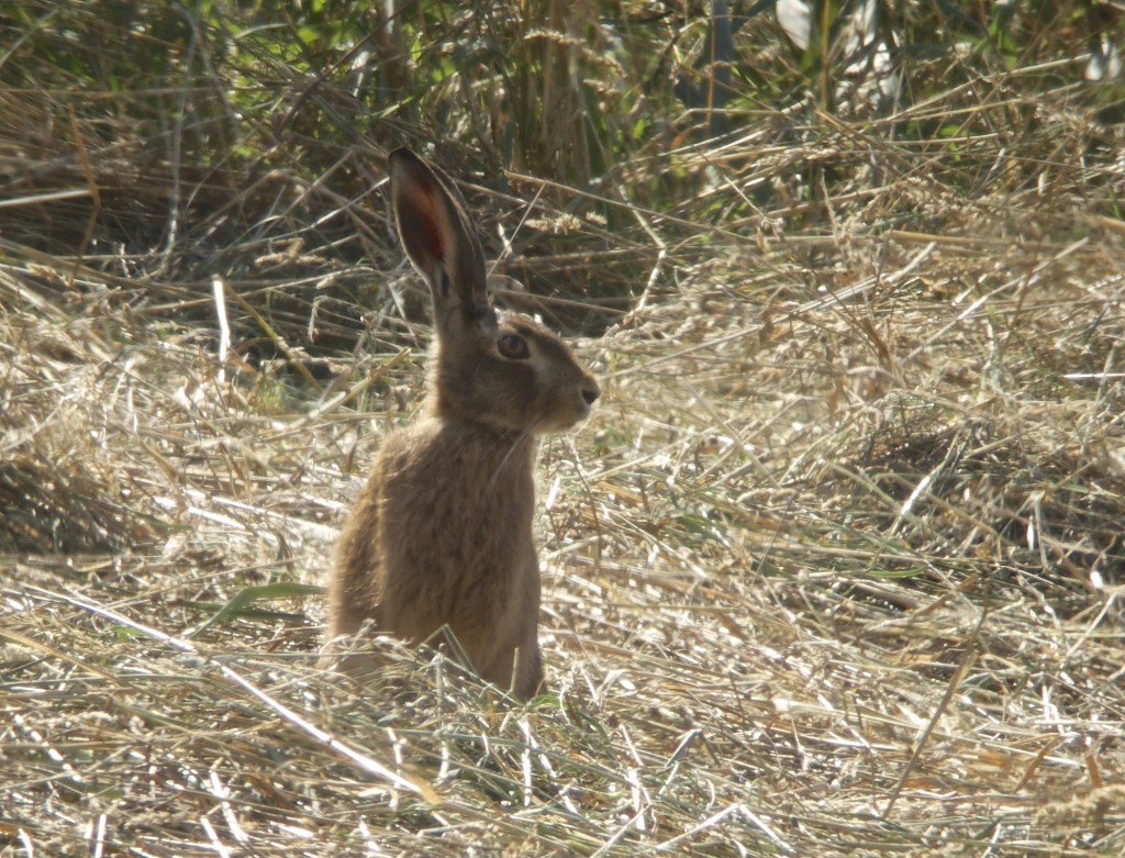 Brown Hare 22 July 2014 (T. Disley)