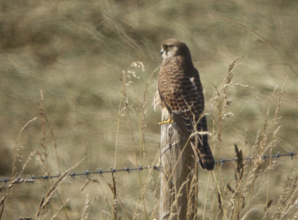 juvenile Kestrel 22 July 2014 (T. Disley)