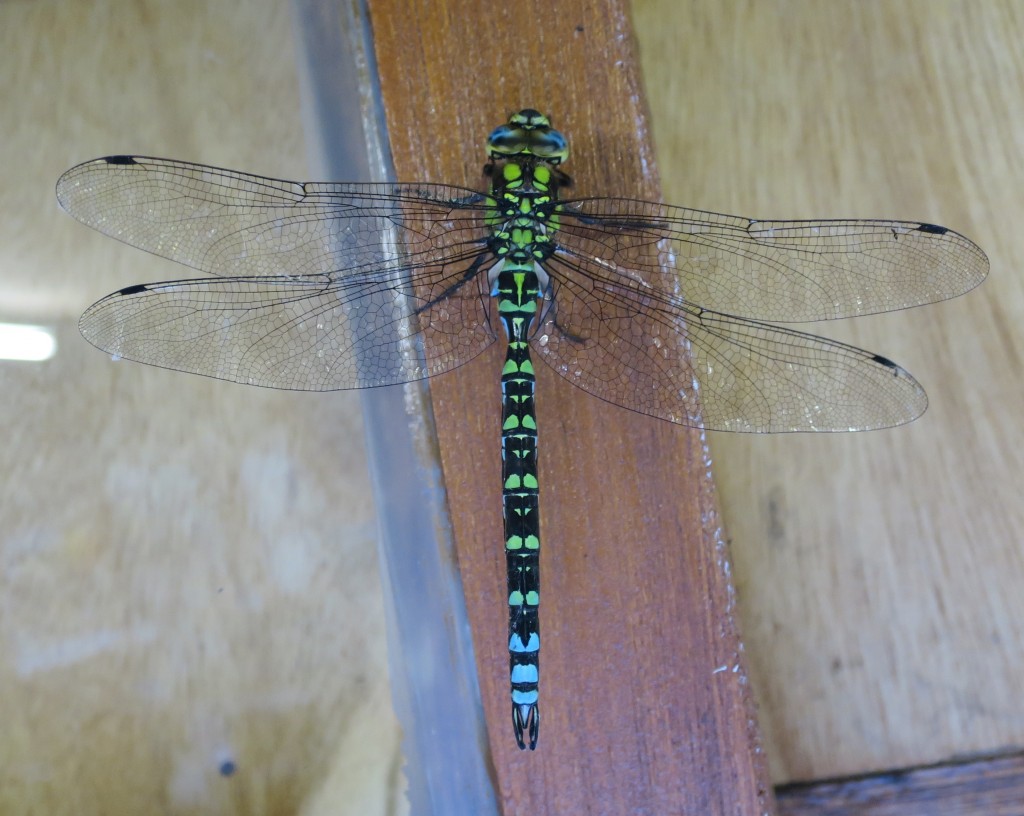 Southern Hawker in the In Focus shop 23 July 2014 (T. Disley)
