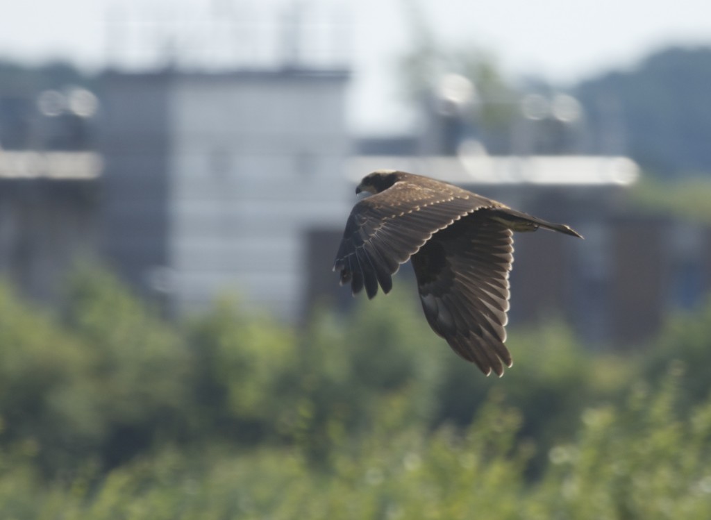 juvenile Marsh Harrier Martin Mere July 2014 (T. Disley)