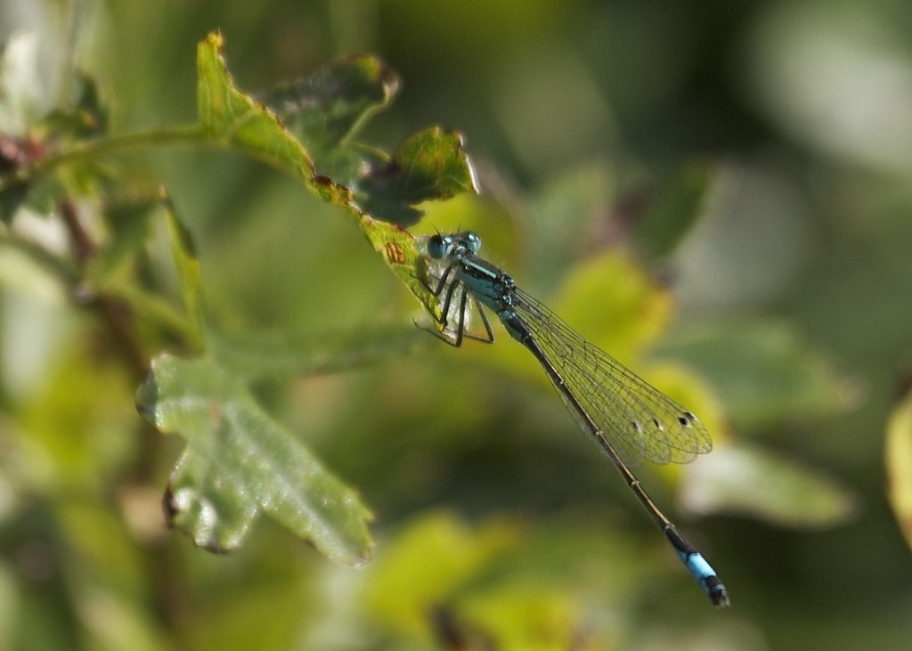 Blue tailed Damselfly by the entrance to Harrier Hide (T. Disley)
