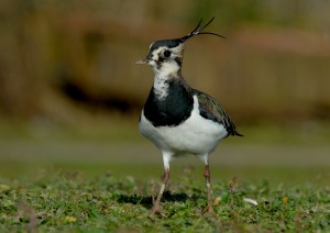 the Northern lapwing, in decline in England & Wales and breeding on Wader Meadow at WWT Washington 