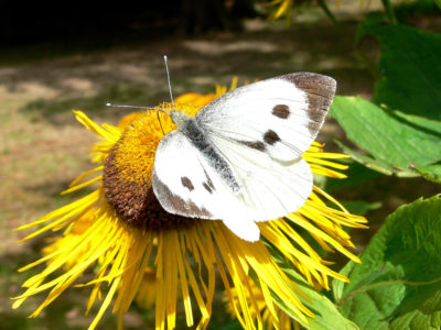 Large White Tim Melling, Butterfly Conservation