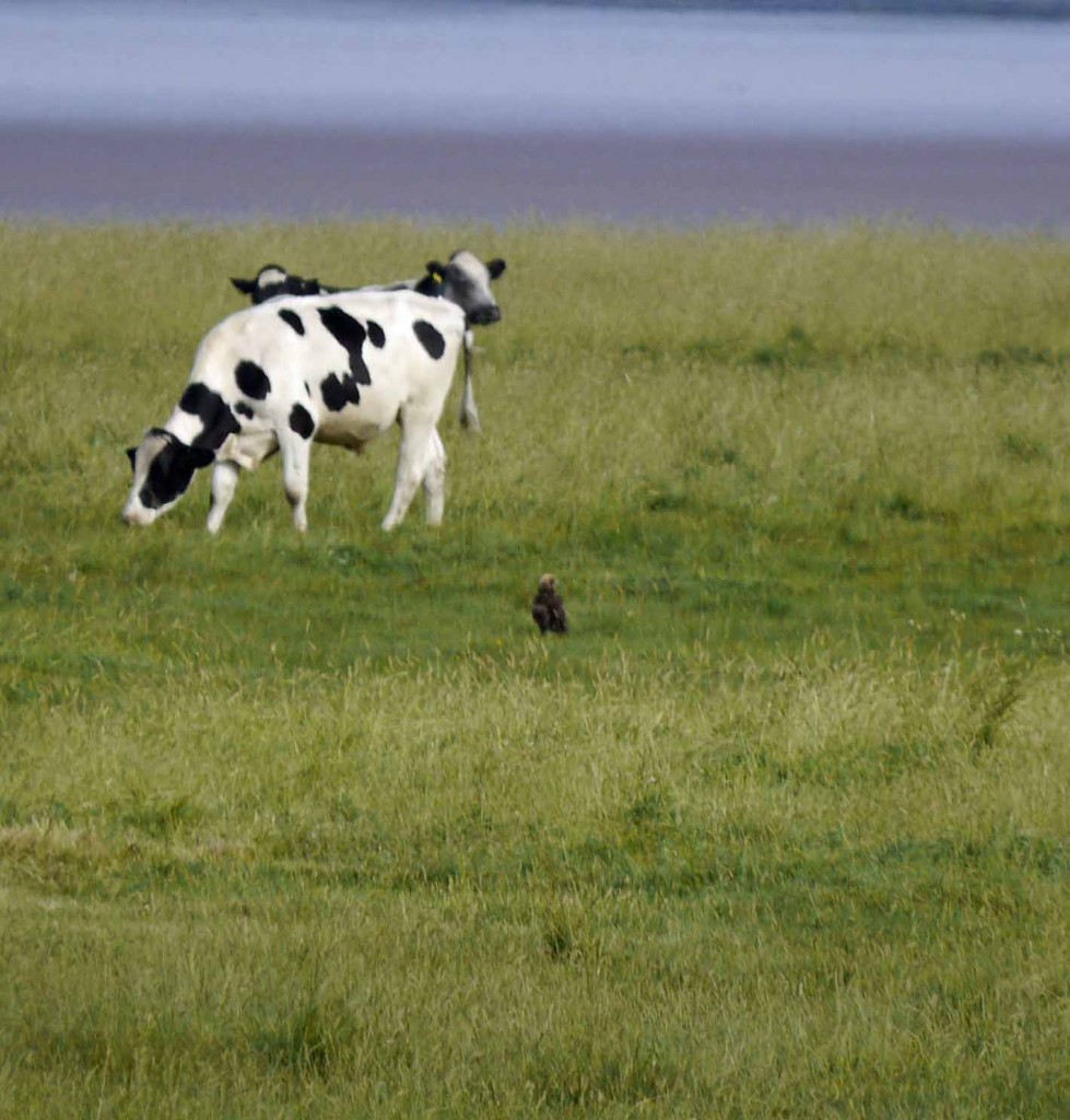 Marsh Harrier, Dumbles