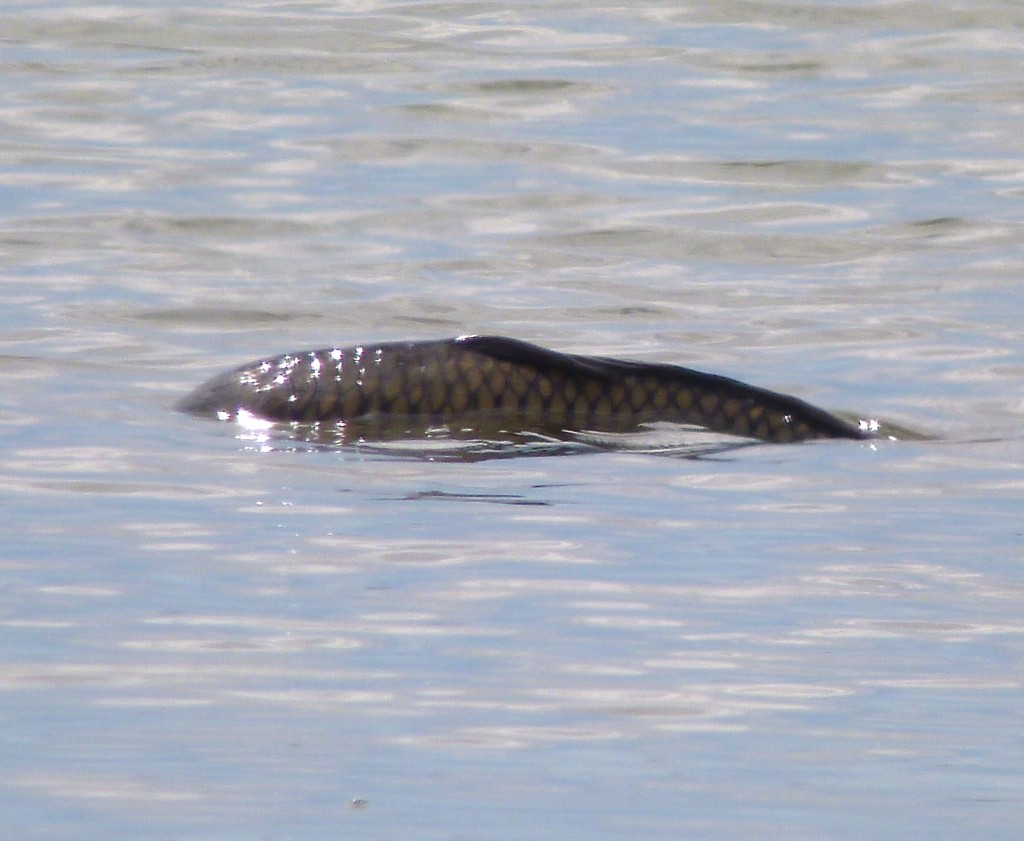 Carp on the Mere 17 July 2014 (T. Disley)