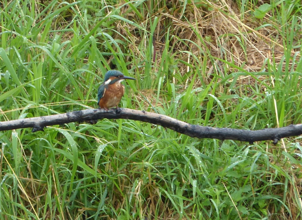 Kingfisher from Ron Barker Hide (G. Taylor)