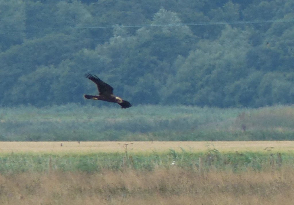 Juvenile Marsh Harrier 19 July (G. Taylor)