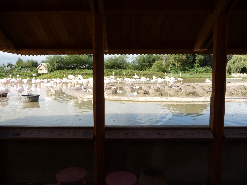 Room with a view? The chicks might have fledged the nests now but there's still lots to see in the greater flamingo colony. The warm weather even has some birds courting again. But it's too late in the season now. They will have to be patient until next spring. 