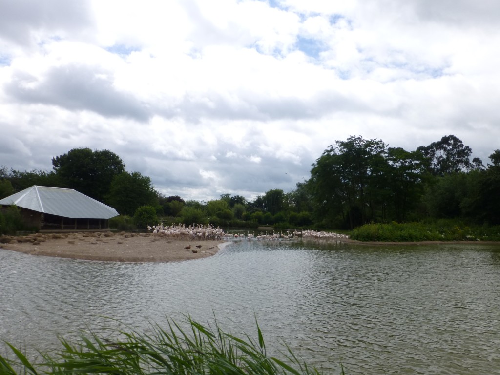 Birds with young on the nest island, working hard. Birds with no responsibility relaxing in the pool :-) 