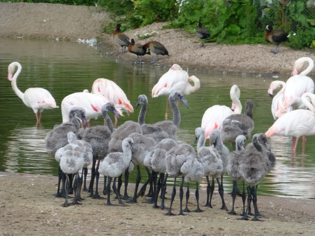 A mass of fluffy flamingos. Greater flamingo chicks crèche together on the flat sanded area of the nest island. Sparky, Phil & co. specially designed this area of the nest island to provide a safe, clean spot for exactly this type of behaviour. The estuary sand that the birds stand on helps to create the best conditions for health legs and feet to grow. 