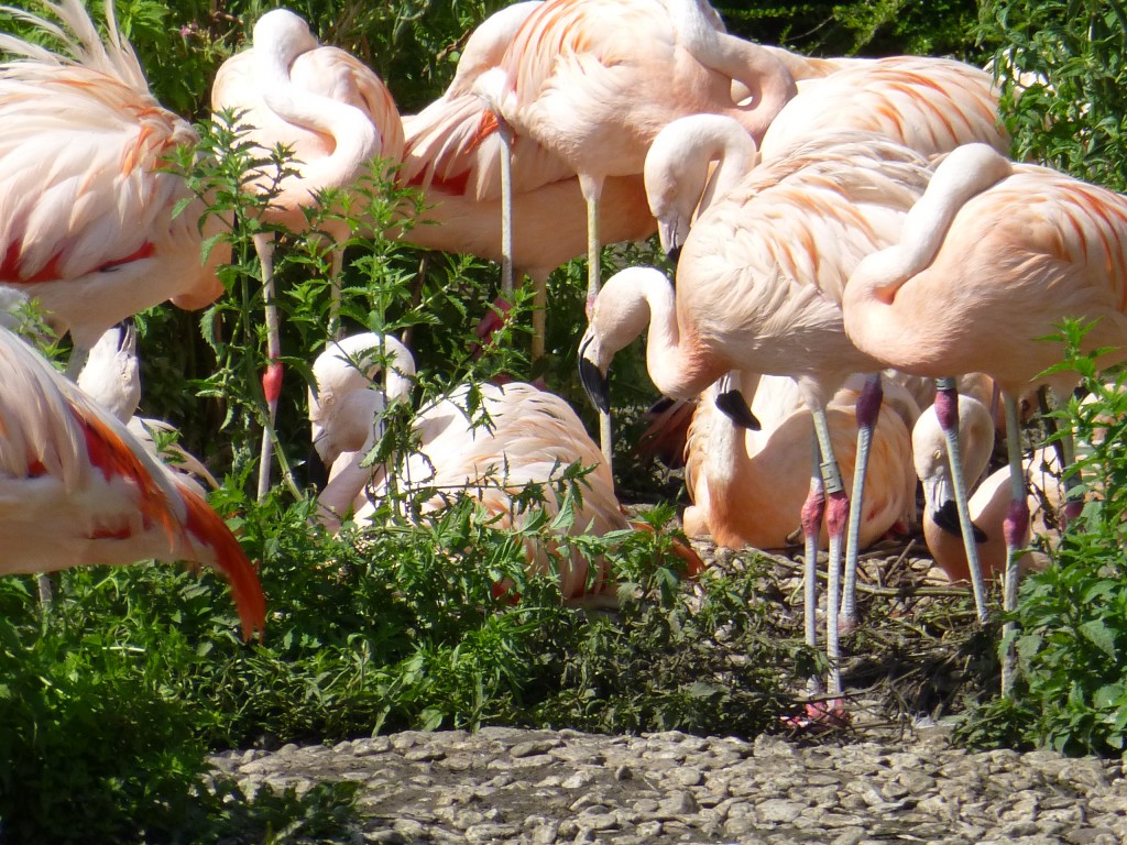 They've already laid a couple of eggs, so fingers crossed for several more from the Chilean flock this year. If the warm weather continues, it will be another good year for baby flamingos. 