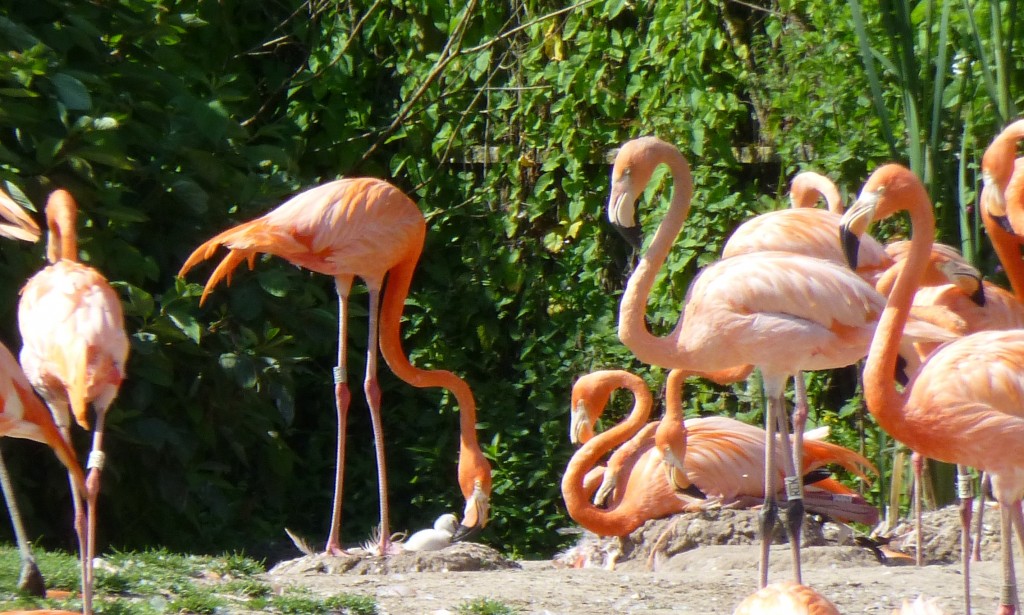 Can you see the new arrival? One of several tucked away safely at the back of the Caribbean Pen. 