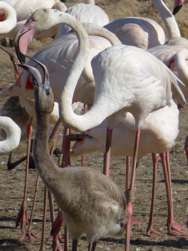 Still hungry for dinner from mum and dad, a Flamingo Lagoon chick begs a meal from its hard-working parent. 