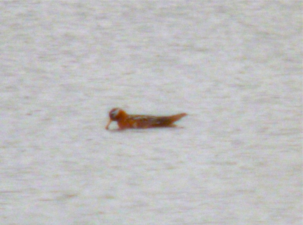 Red Phalarope1