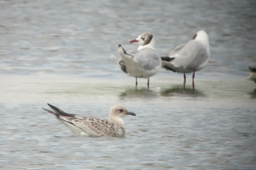 Juvenile Mediterranean Gull on the Mere 20 July 2014 (T. Disley)