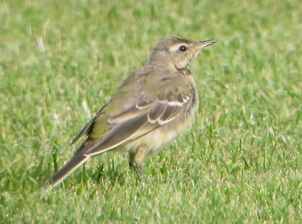 Juvenile Yellow Wagtail Curlew Lane 20 July 2014 (T. Disley)