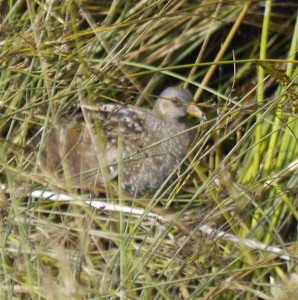 Spotted Crake, WWT, MJM
