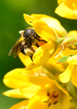 Macropis europaea mining oil and pollen on yellow loosestrife 