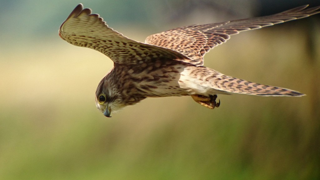 Andy Bunting's Kestrel