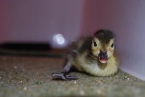 First ever captive bred madagascar pochard named Voholany (c) Idris Bhatti WWT