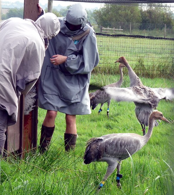 Class of 2014 being released on the Somerset Levels crop