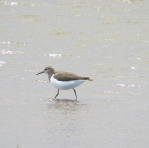 Common sandpiper