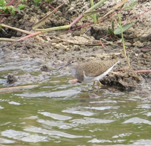 Common sandpiper