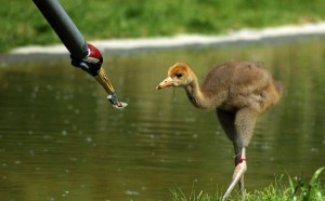 Crane chick being entinced with food by prosthetic crane head (c) Amy King WWT