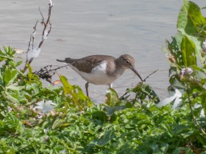 Common sand piper hanging out by Sand Martin hide all week. Pic by Colin Knight